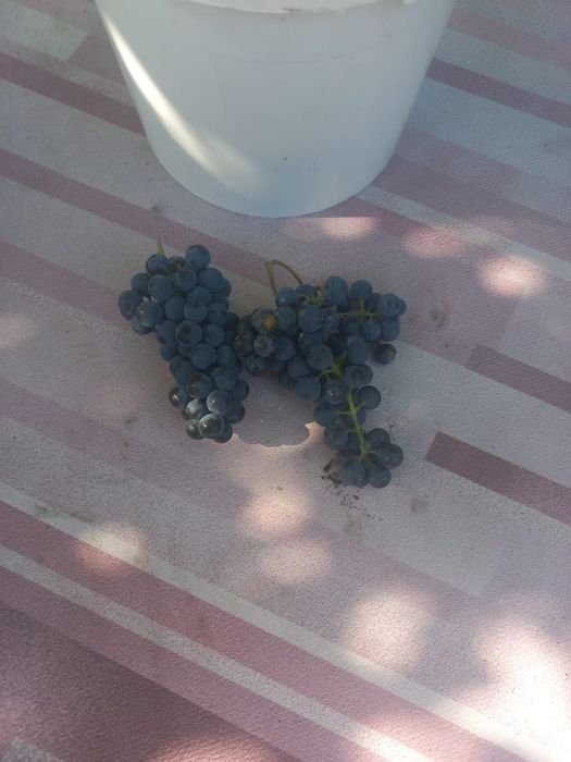 Продам  виноград