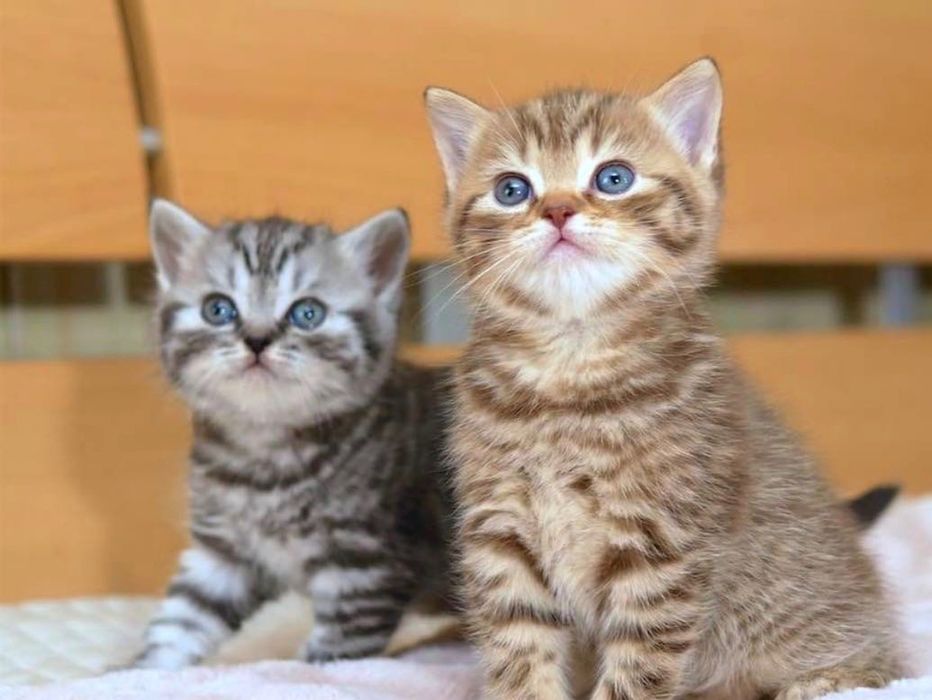 Шикарненькие Котята