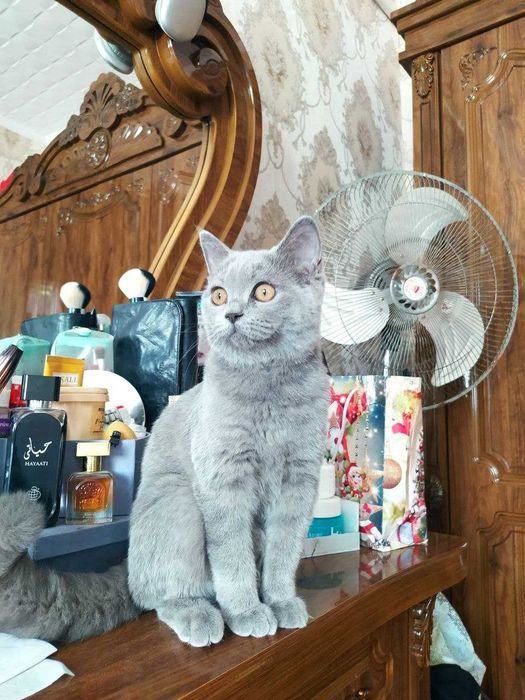 Продается кошка британка
