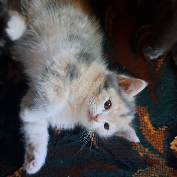 Котята 2.5 месяца