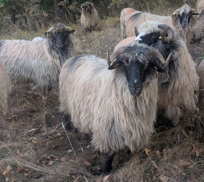 Oi bucălai de vânzare
