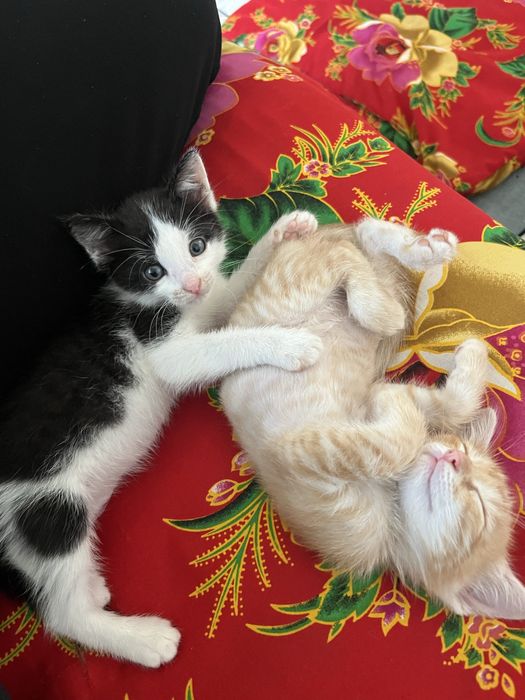 Котята в хорошое руки