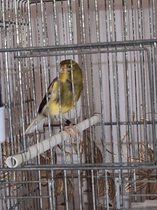 Canari cântăreți
