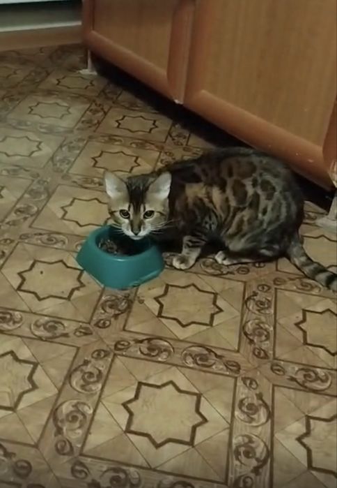 Кошка , бенгал, девочка красивая 1,5 года