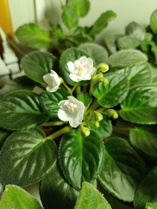 Белая махровая фиалка