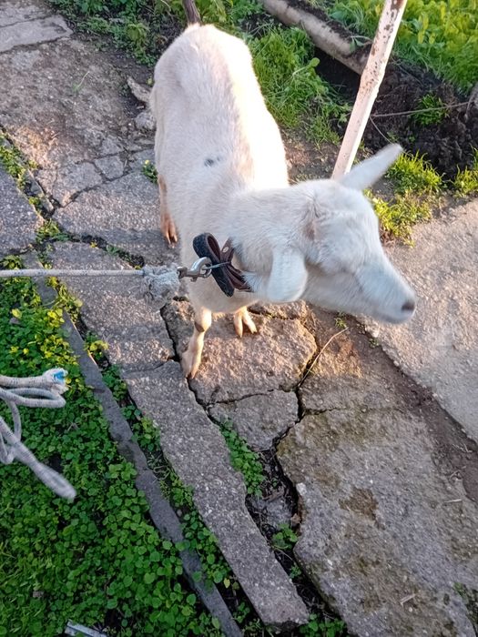 Българска млечна коза