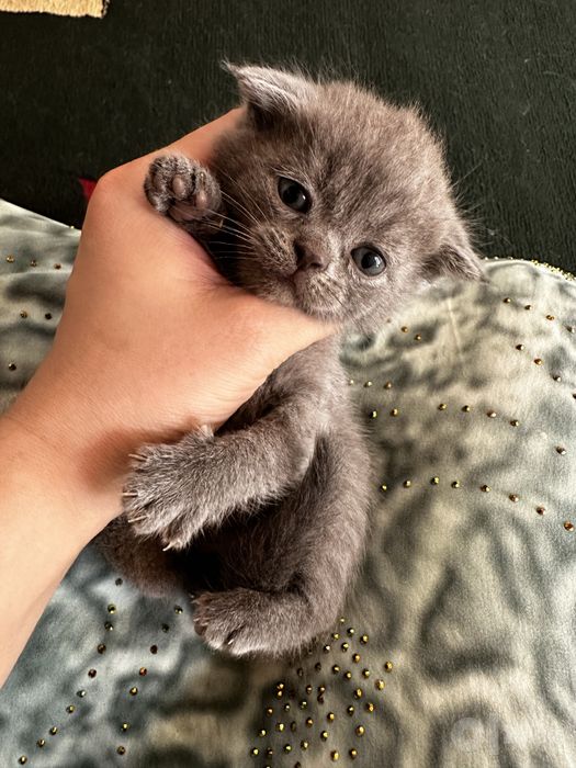 мушукчалар шакландискы