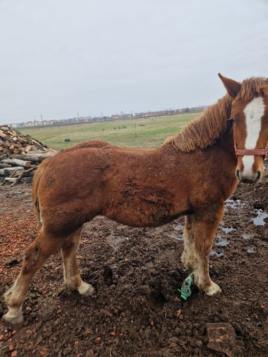 Vand mânz de 10 luni