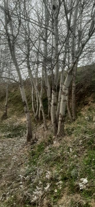 Ko‘k terak Baquvvat Samarqand