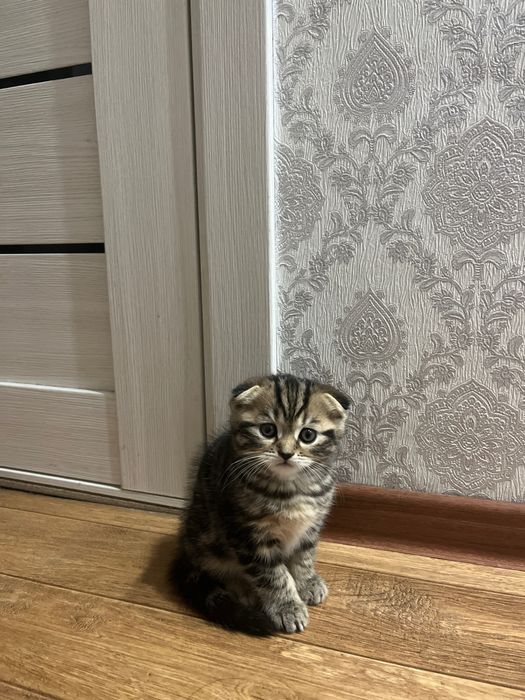 Продам  котенка