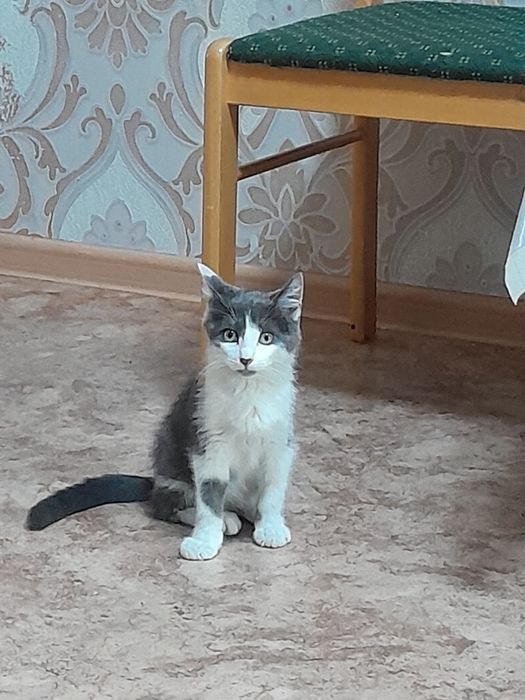 Отдам двух котят в добрые руки