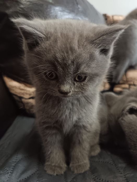 Vand pui brisith short hair