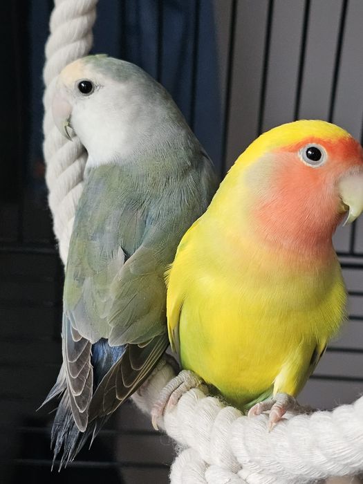 Papagali Agapornis și cușcă