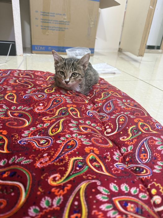 3 oylik mushuk lotok chaga biladi ovqata urgangan hamma narsa yidi