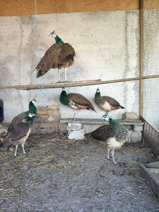 Animale de companie și pasari