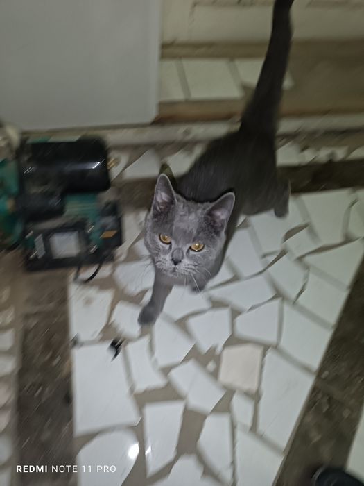 Grey(kot) mushuk erkak