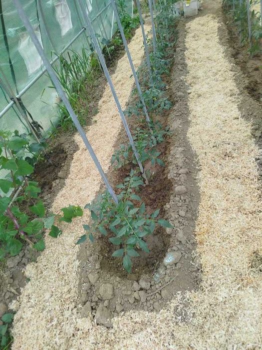 Течна тор, почвен подобрител, пробиотик