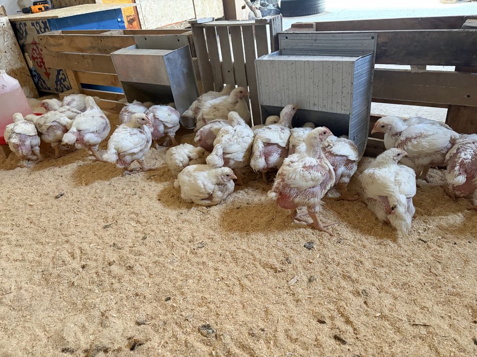 Росс 308 балапандары сатылады