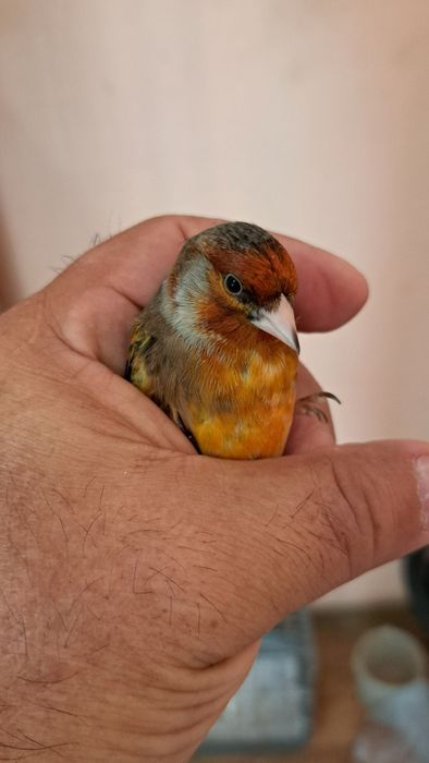 Гибриды щегла и канарейки.