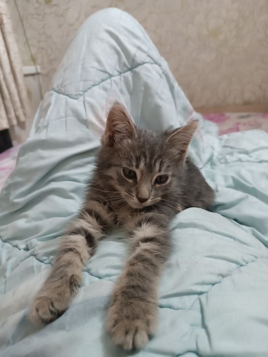 отдам в добрые ручки