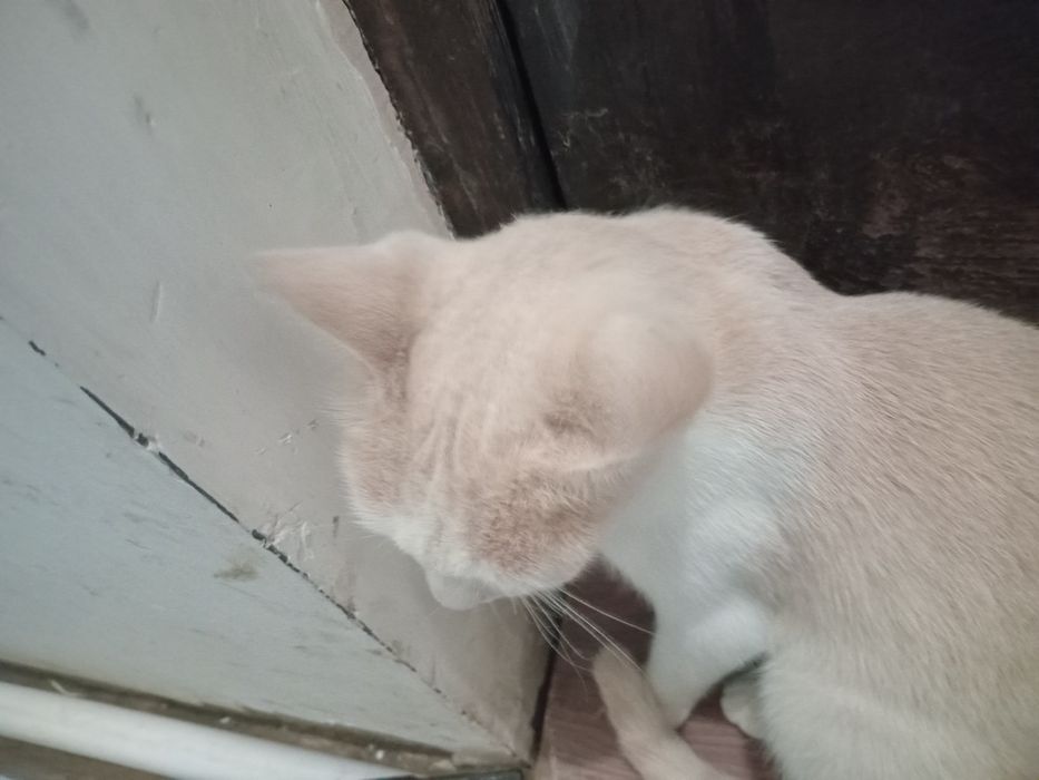 Кот бесплатно в добрых руках