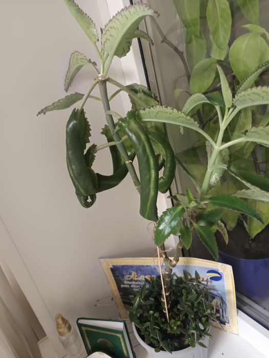 Продам цветы по 500 тг