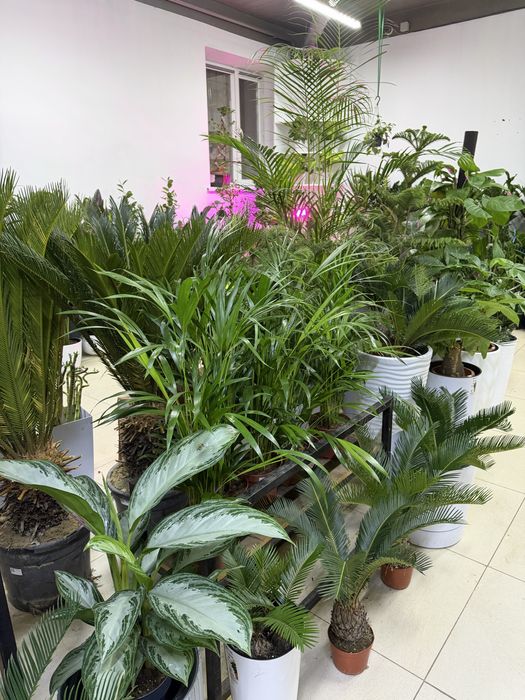 Домашние цветы недорого