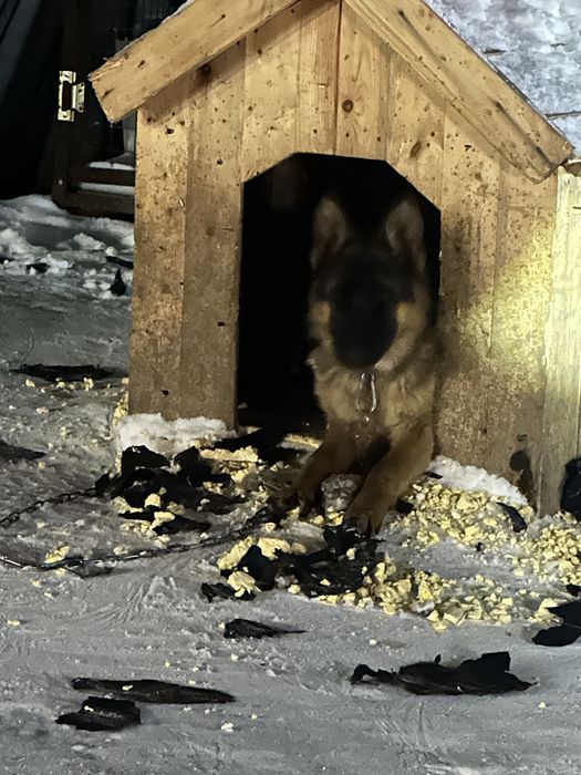 Продам Немецкую овчрку