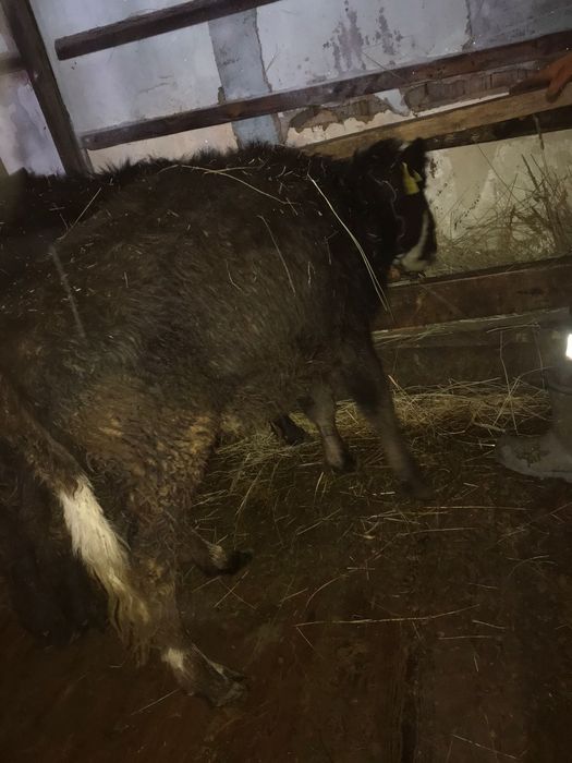 Продам тёлок,  срочно