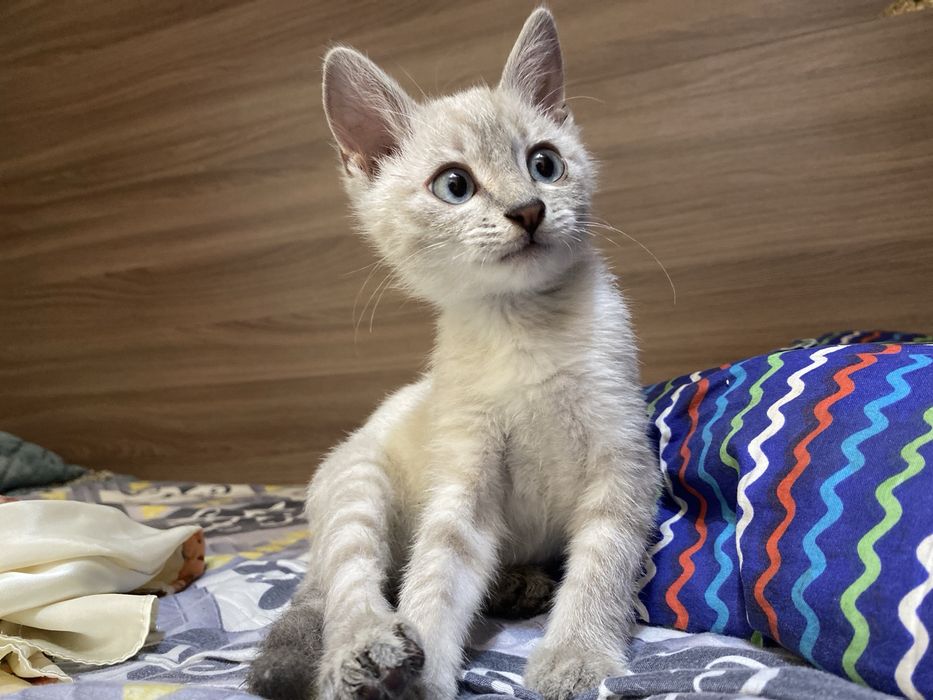 Отдам котёнка в добрые руки (мальчик)