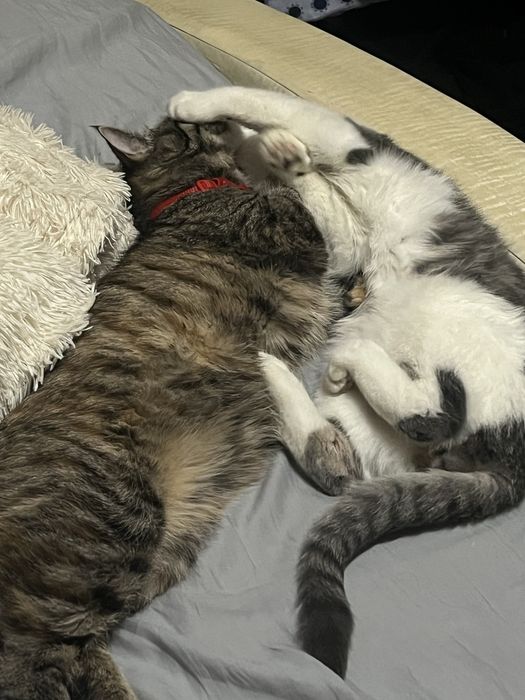 Срочно Отдам даром в добрые заботоивые руки.