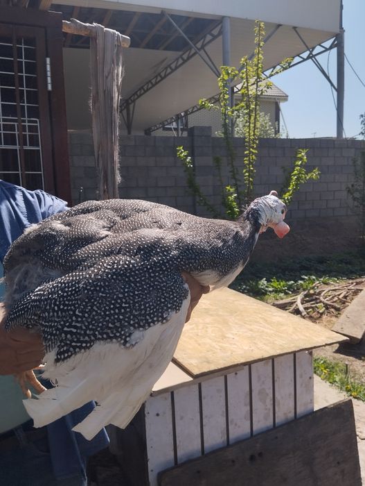 Продам цесарок от 7 месяцев