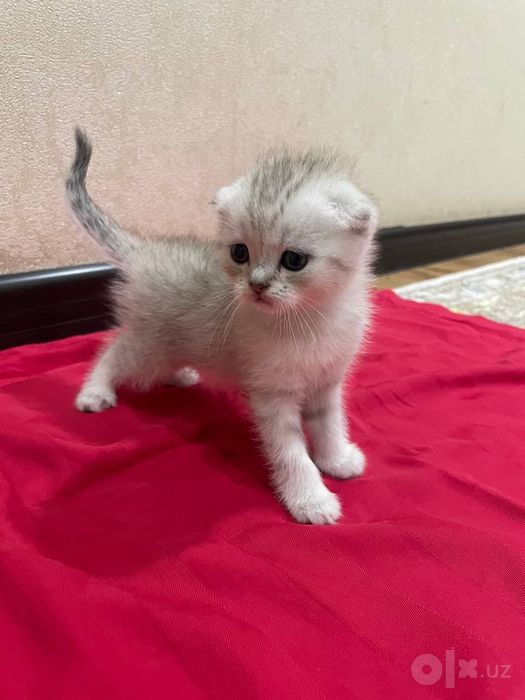 Продаем котят Скоттиш Фолд и Серибристая шиншилла