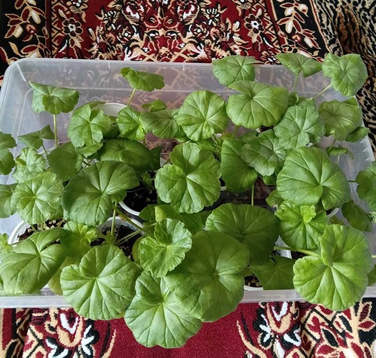 Продаются детки Герани