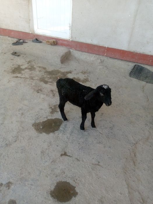 Shir boz 4 kunlik barra