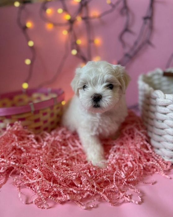 Bichon maltez mini toy