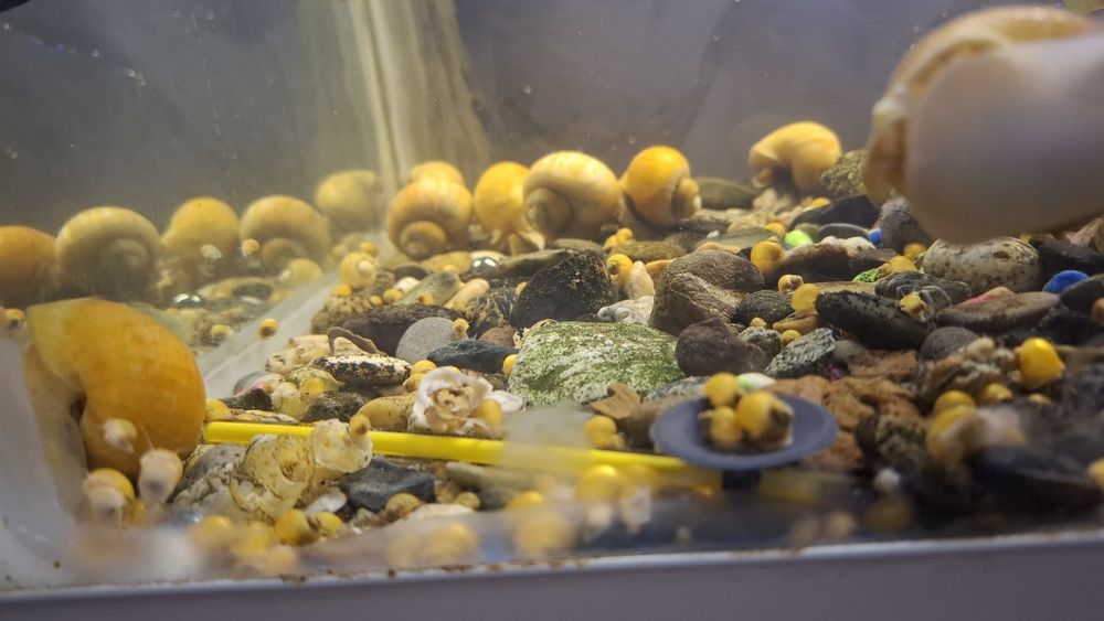 Улитки апмулярии