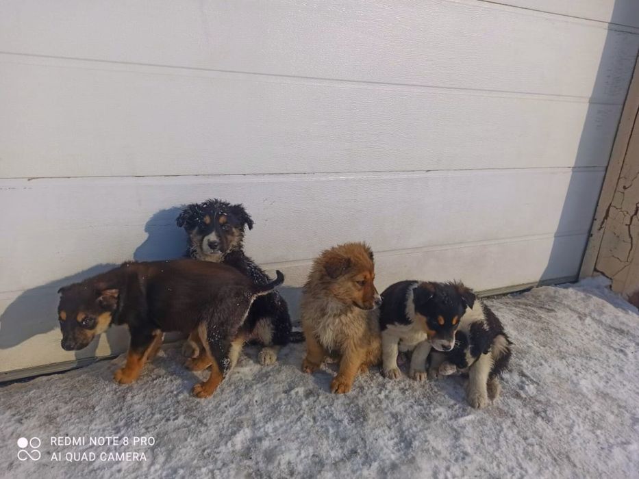 Щенята собака в добрые руки