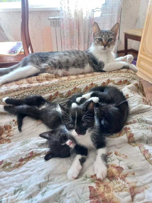 Отдам в добрые руки..котята.