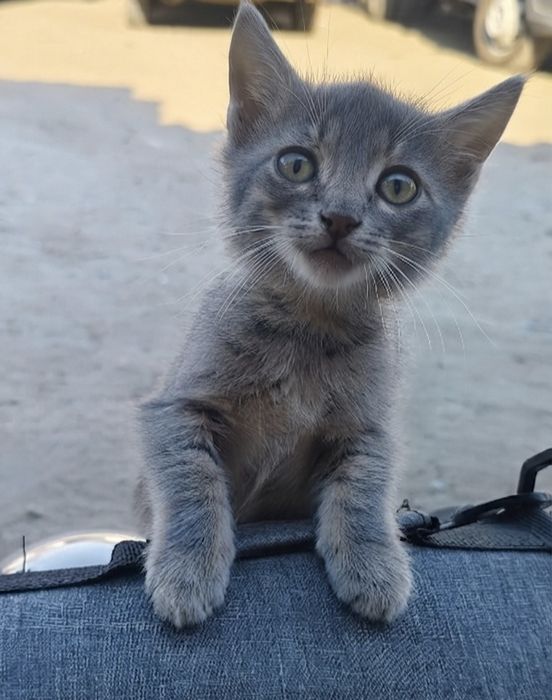 Отдам Серого котенка в Добрые Руки