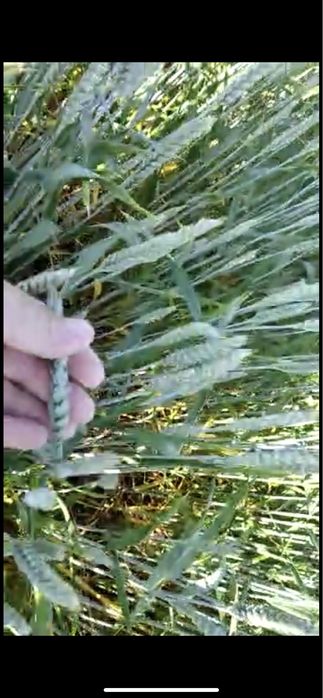 Семена ячменя, пшеница