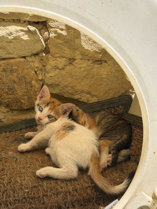 Подаряват се 4 котенца