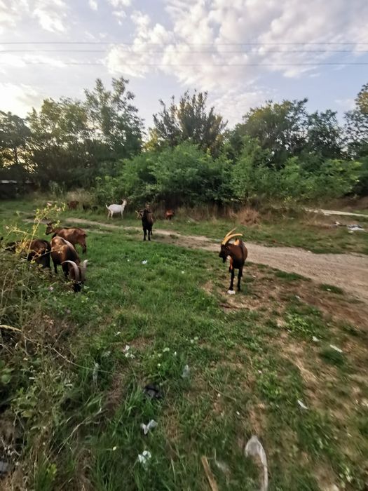 Vând capre Alpine Franceze – URGENT