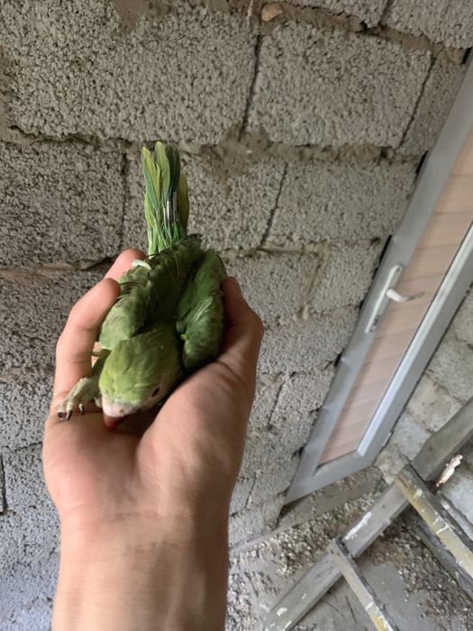 Продам птенцов ожереловых попугаев