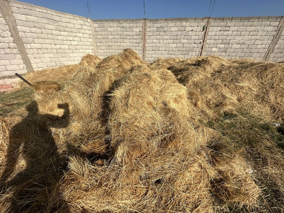 пресс шоп жаксы