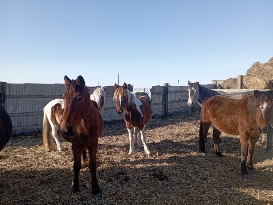 Кобыла ала буаз 600000 тг