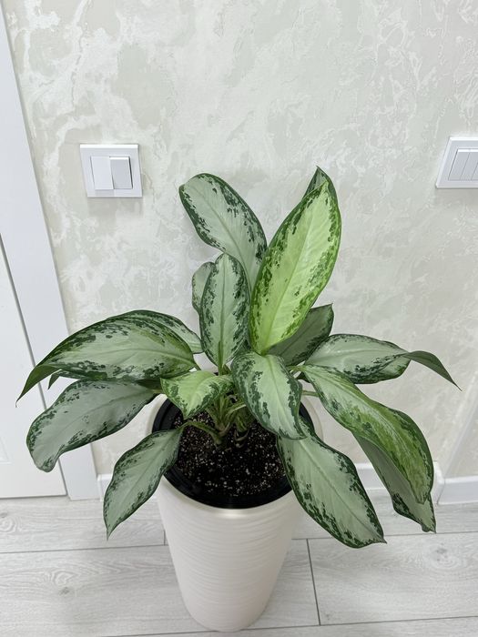 Аглаонема в напольном кашпо