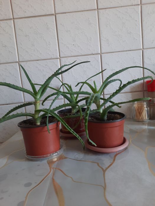 Алоэ лекарственный