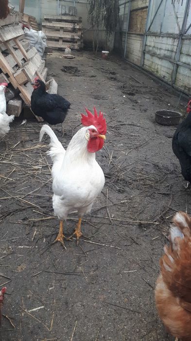 Ouo de incubat leghorn 5 lei buc