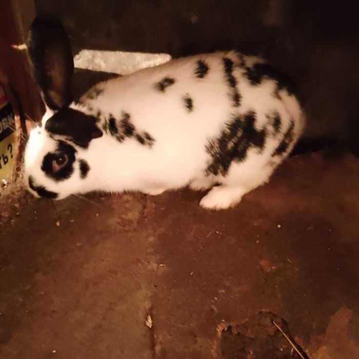 Продам кролик малчикь